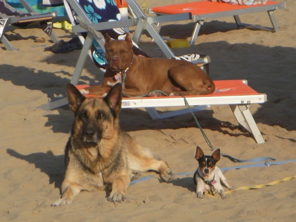 Spiagge con ingresso per animali in Salento