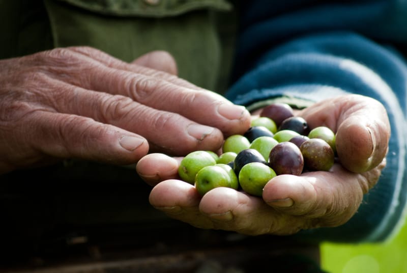 Sagra della Volìa Cazzata a Martano 2026: quattro giorni tra sapori, musica e tradizione