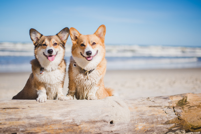 Vacanze Pet-Friendly: il vantaggio di scegliere un villaggio con spiaggia per animali 