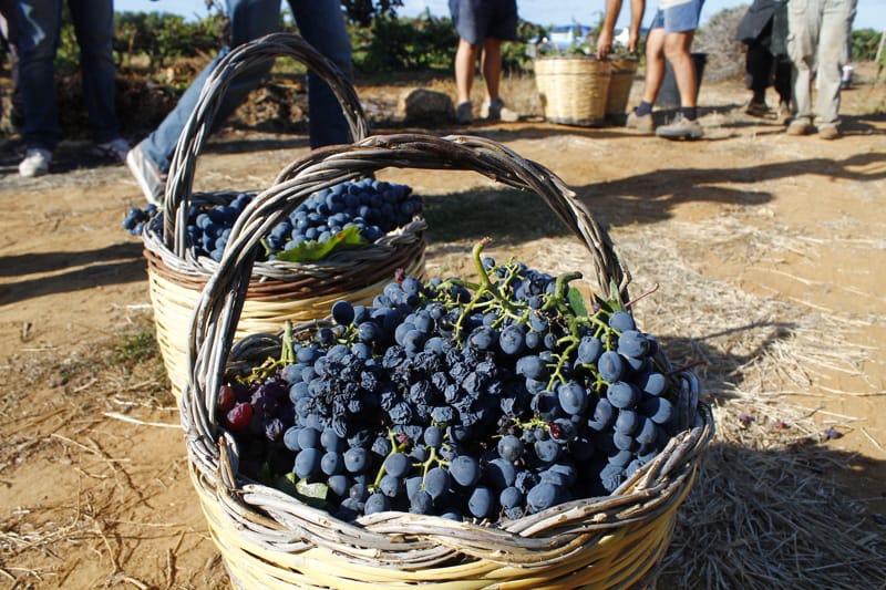 Tour enogastronomici nel Salento: masserie, cantine e frantoi